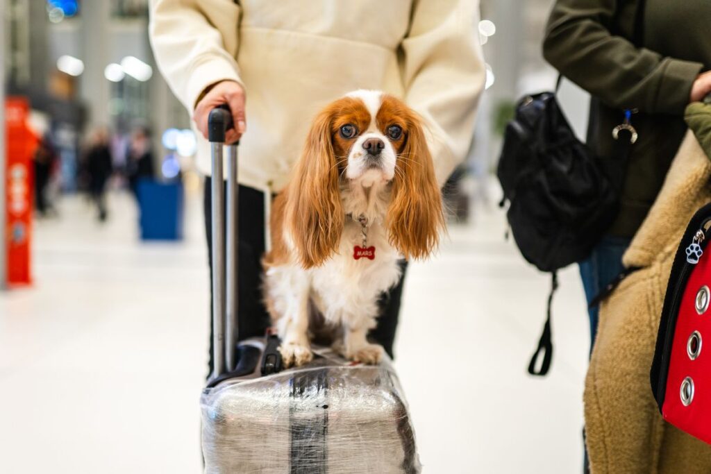 2025 Pet Travel Guide: Airline Rules and Preparation Tips
