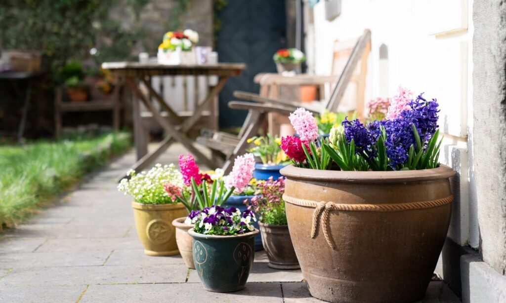 Flower, Flower Arrangement, Plant
