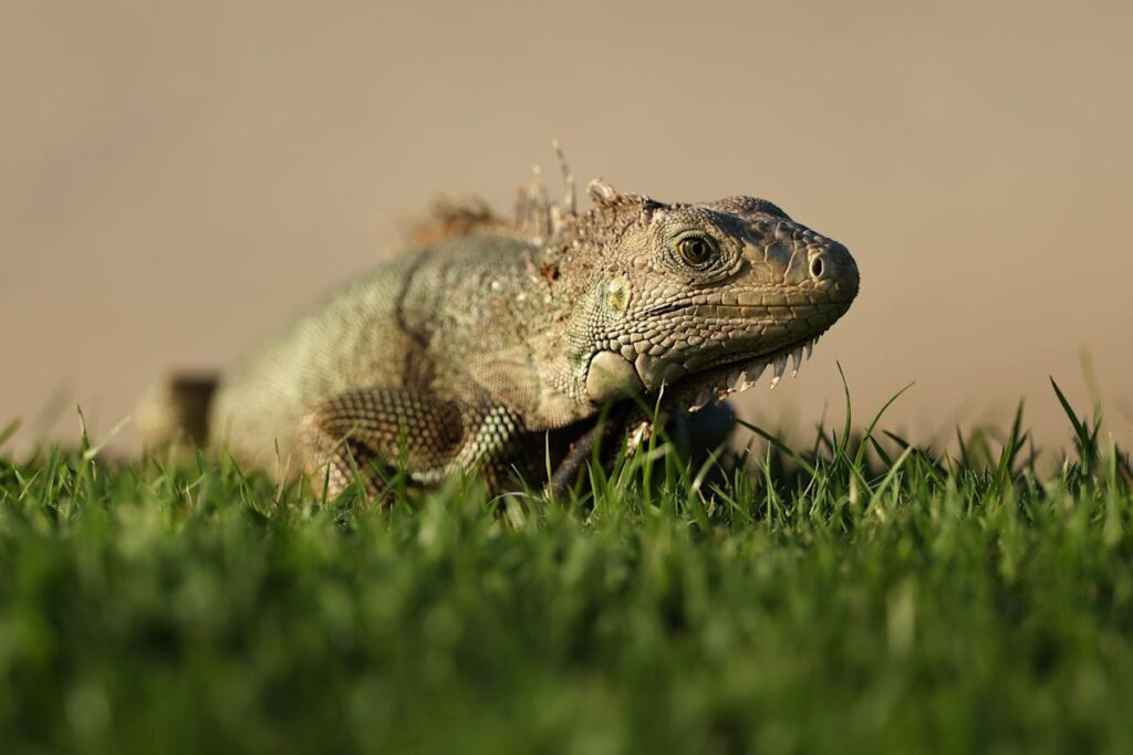 How investors can trick their 'big dumb lizard brain'