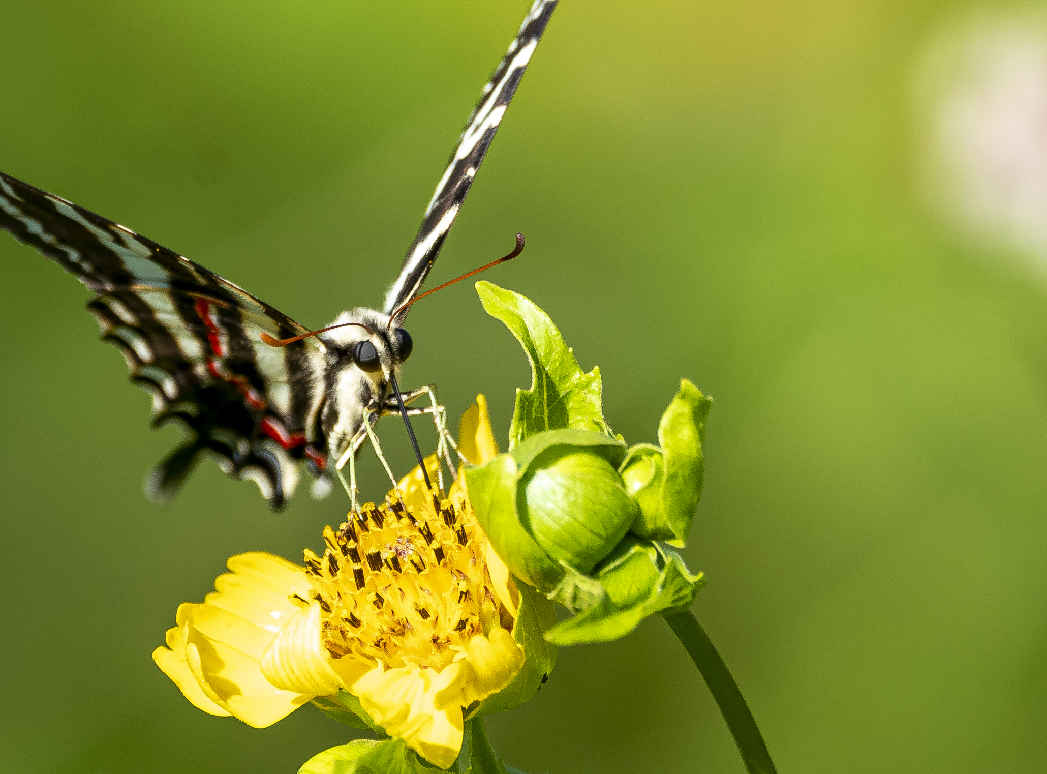 closeup of a butterfly pollinating a flower in Jackson County, Florida