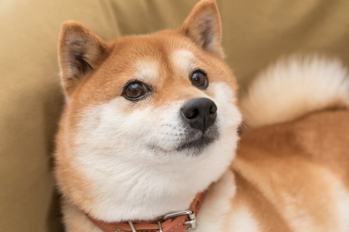 Shiba Inu mascot for Dogecoin.
