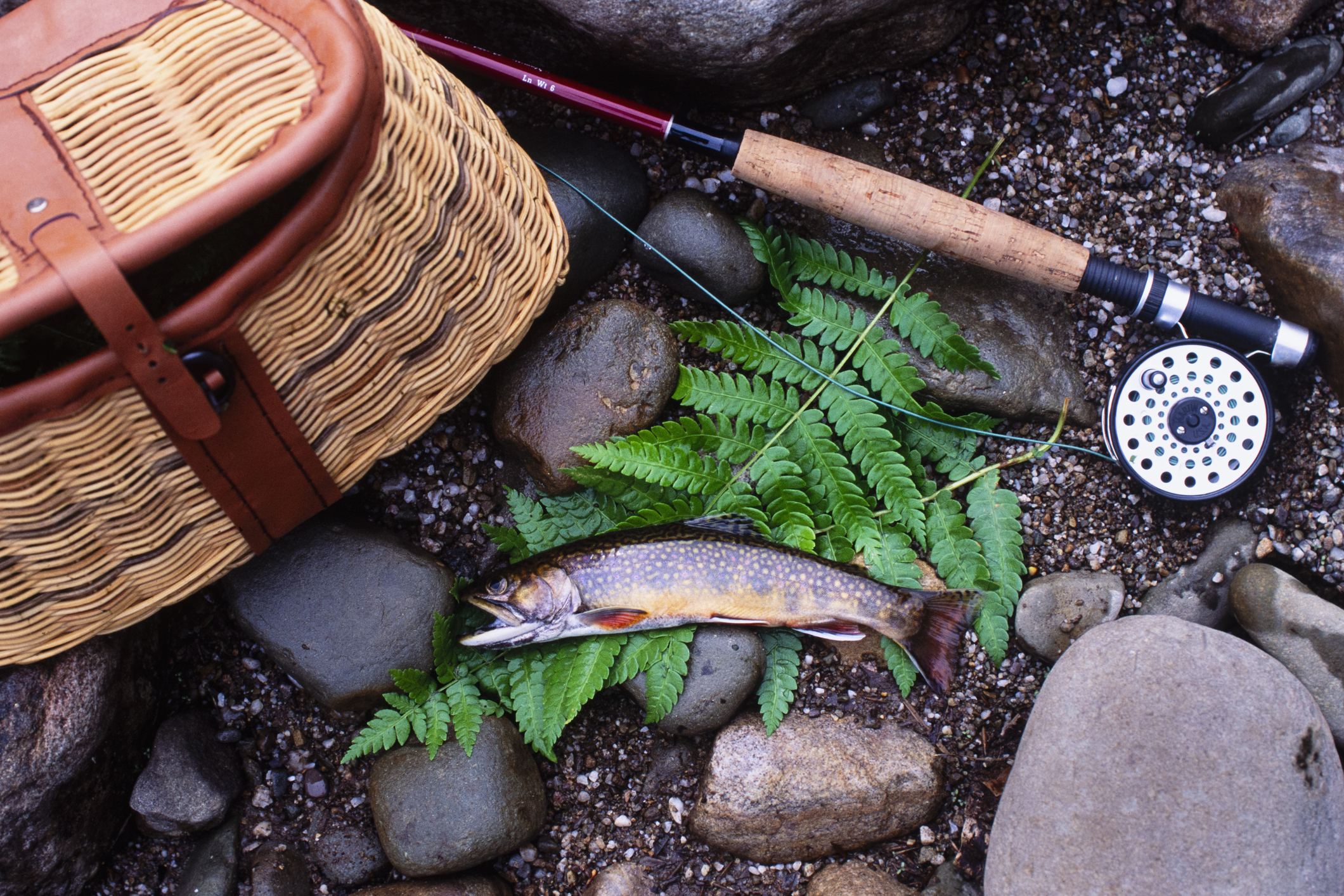 Freshly caught Brook Trout, fishing rod, and basket by Long Lake, NY