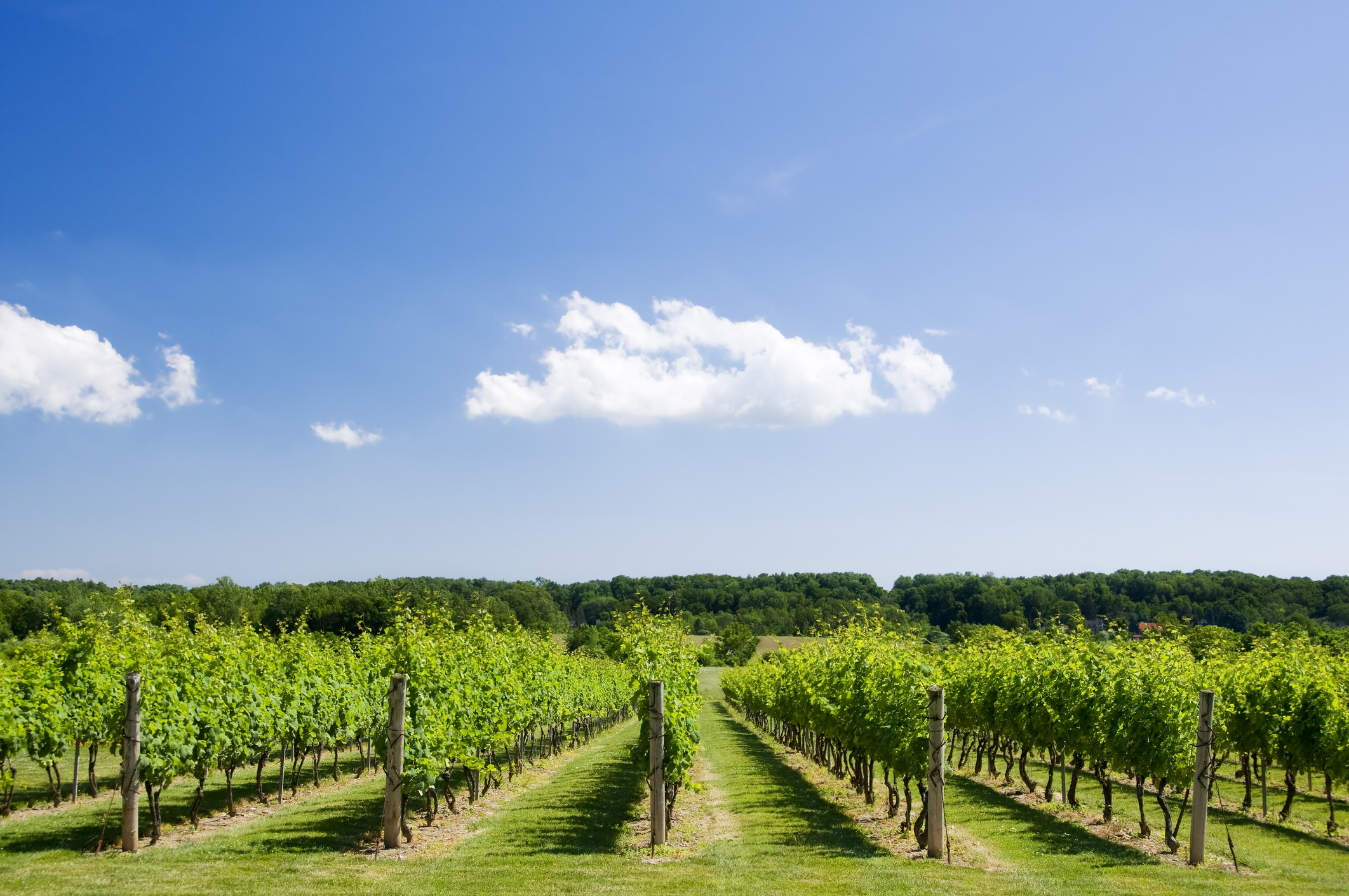 vineyard in the Lake Erie region, New York