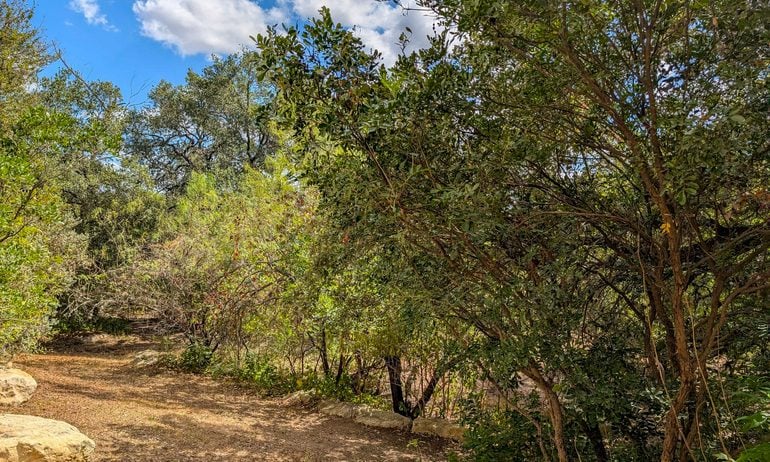 Plant, Vegetation, Land