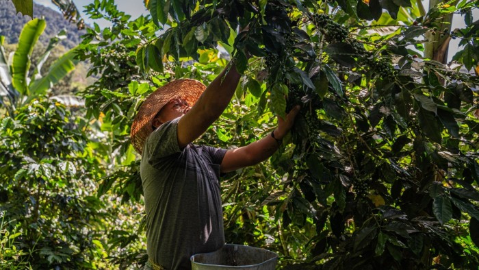 Coffee harvesting in Colombia: the country’s businesses worry that the US could turn to their competitors for commodity imports