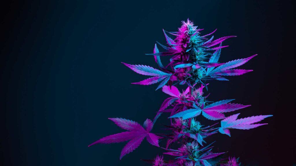 Aurora Cannabis: Underappreciated Turnaround