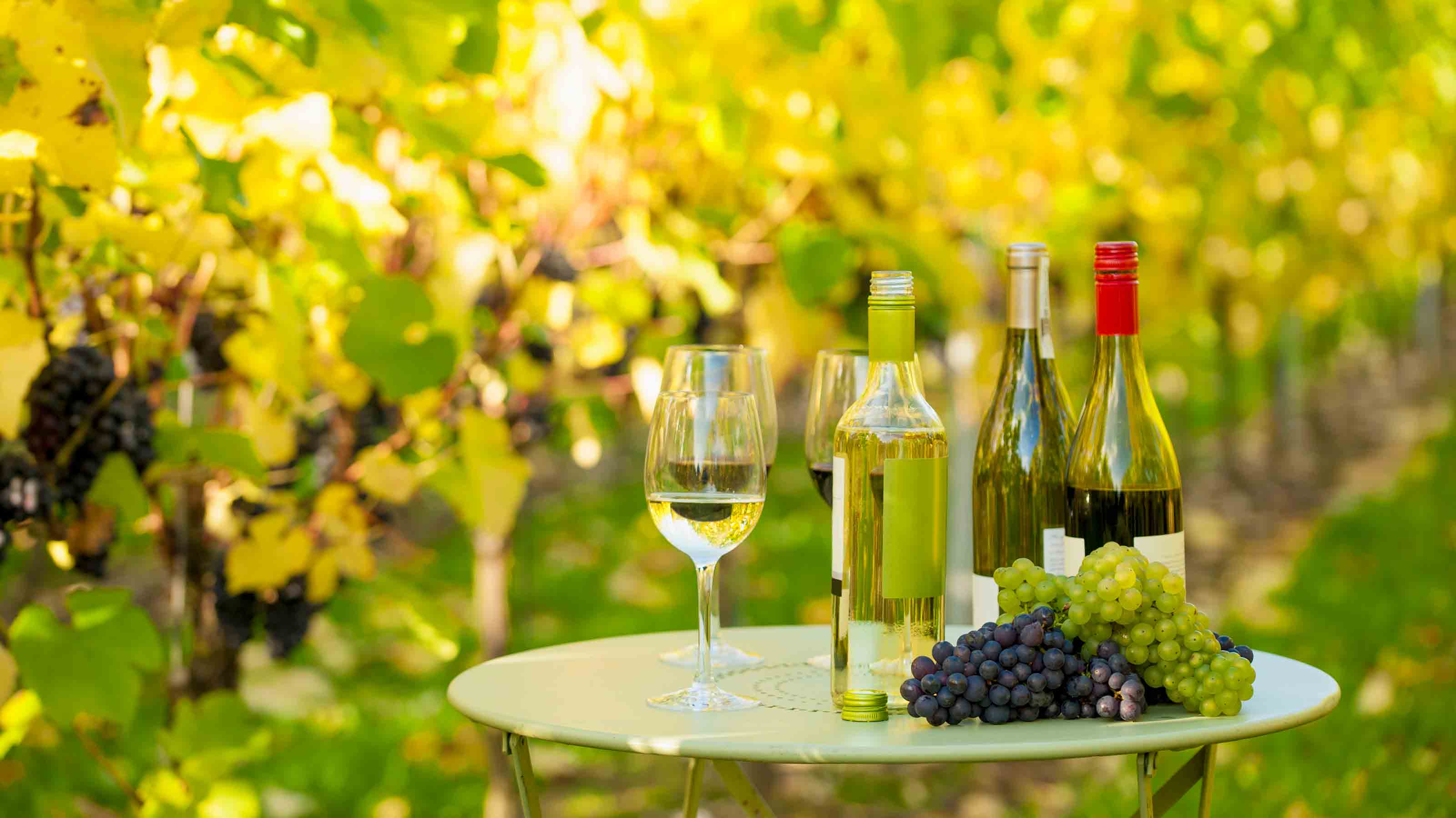 Variety of wine for tasting on table in vineyard