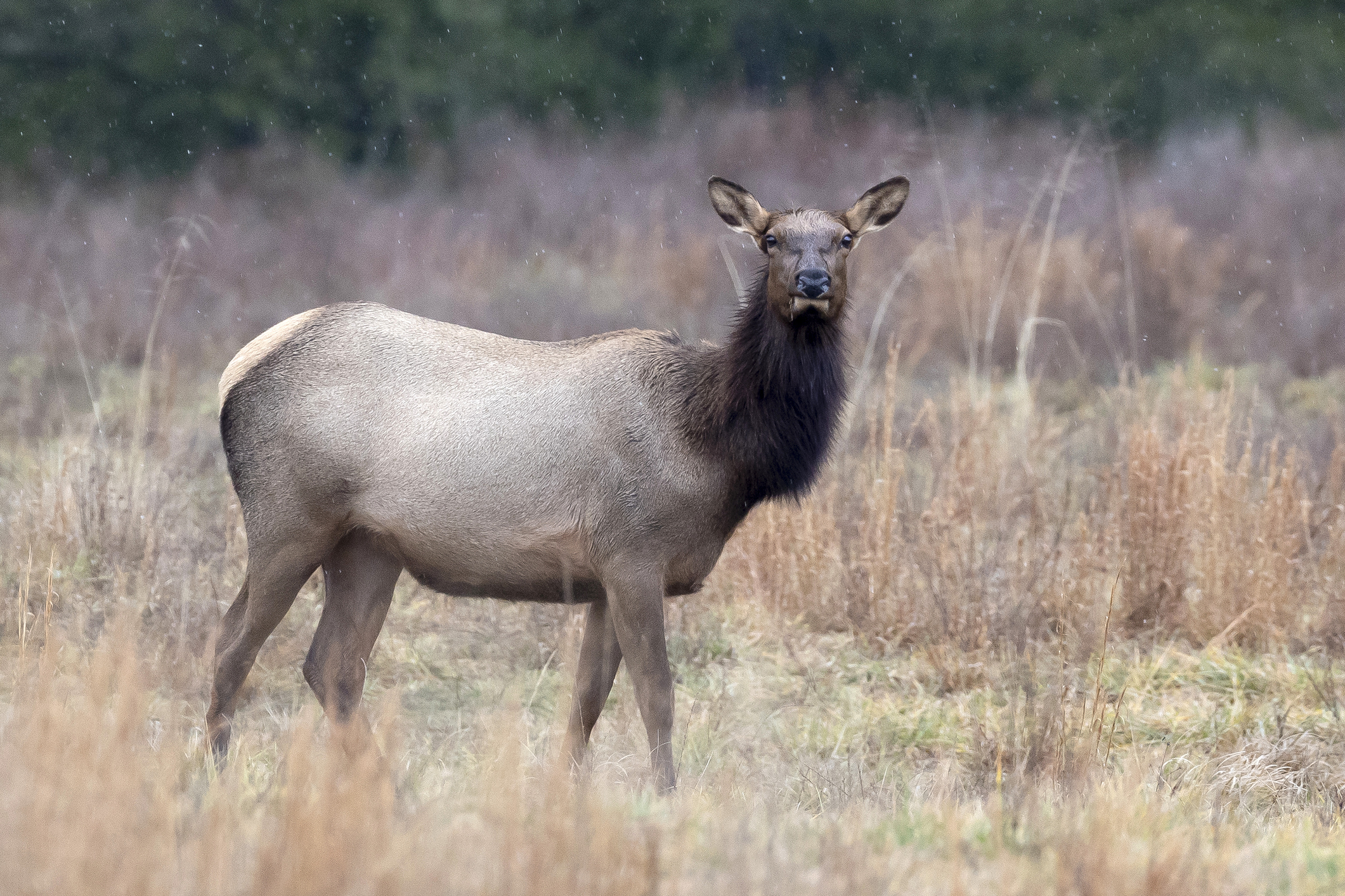 Brown female elk among the woodlands in light snow, looking at the photographer