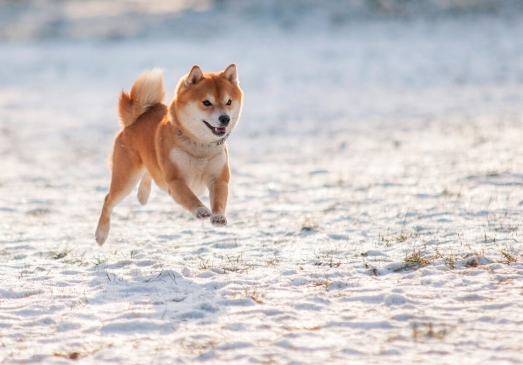 Can Shiba Inu Reach $1 in 2030?