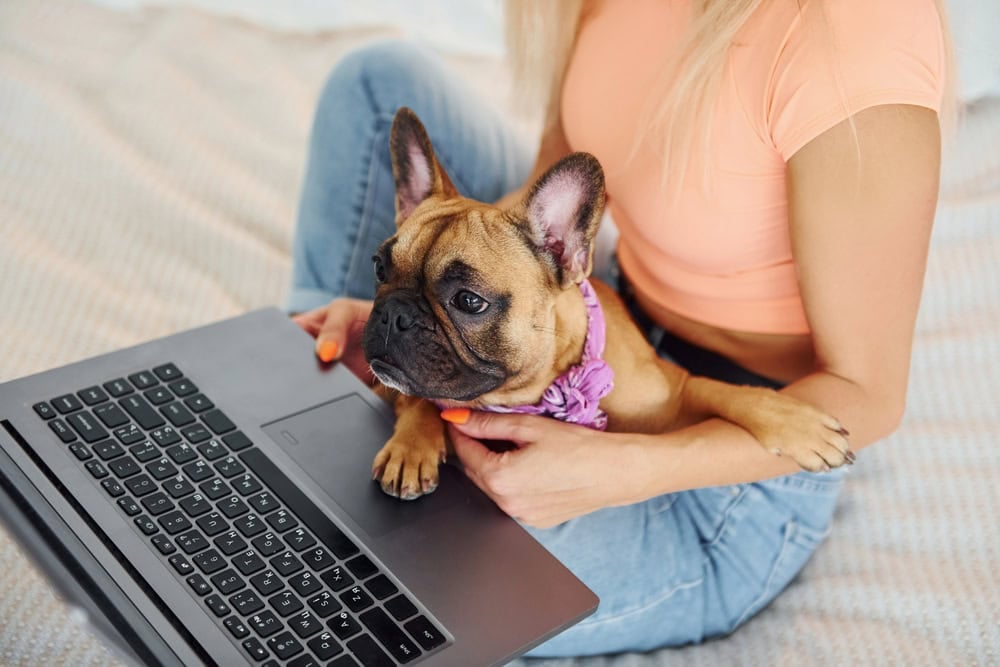 dog sitting on person's lap with a laptop for the article 11 Jobs Where You Can Bring Your Pet to Work