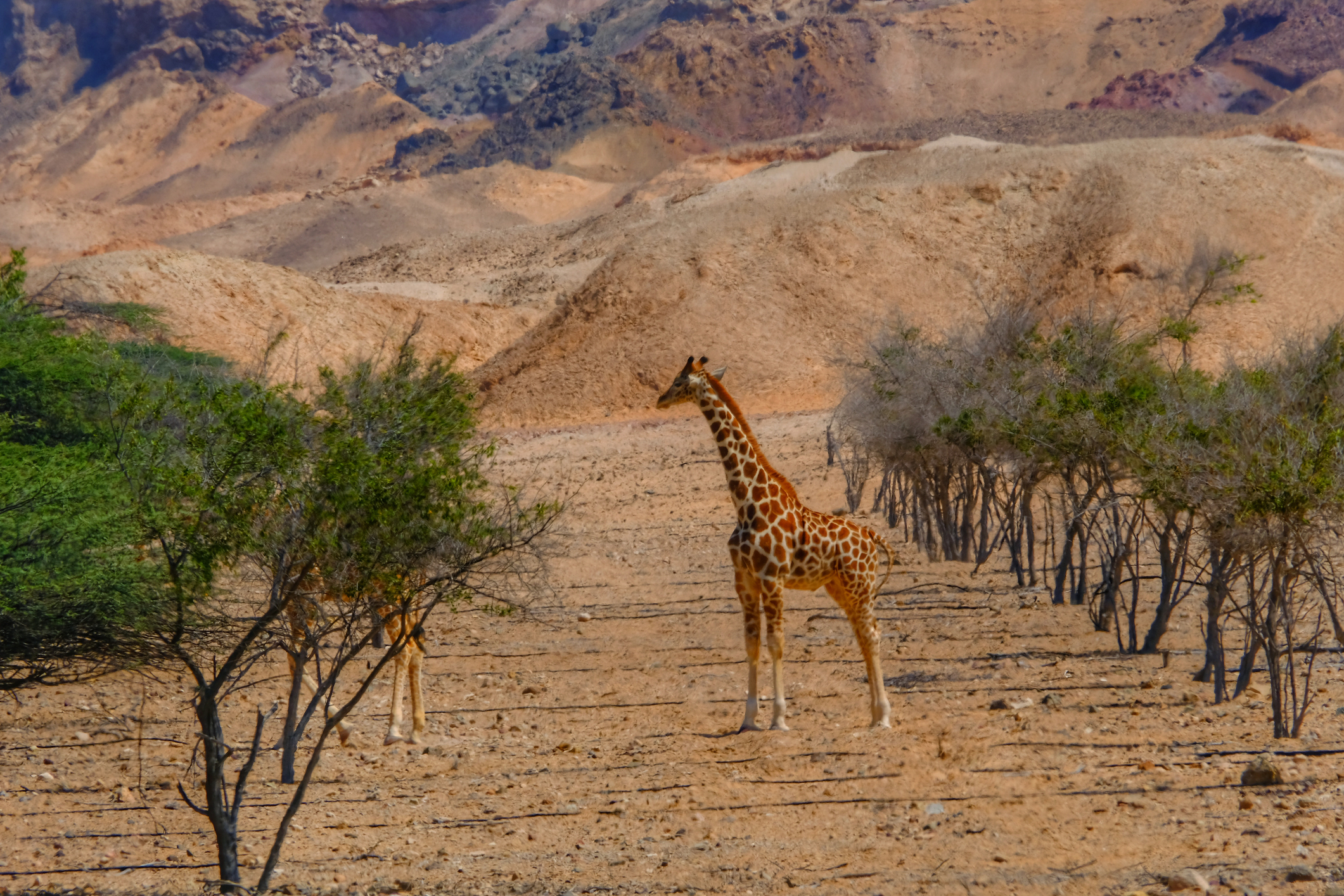 Arabian Wildlife Park