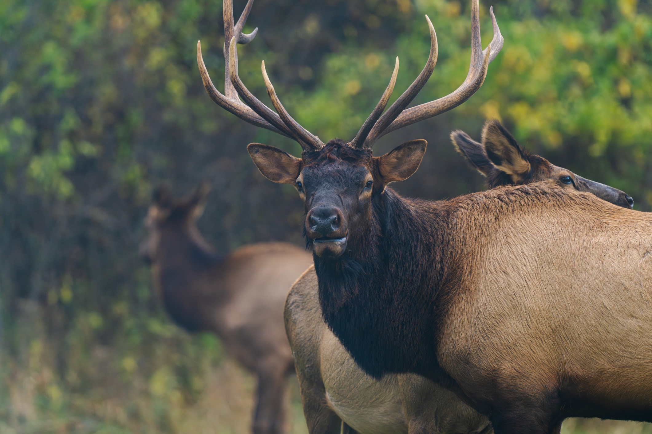 a close up of a male elk in Tennessee with female elk close behind