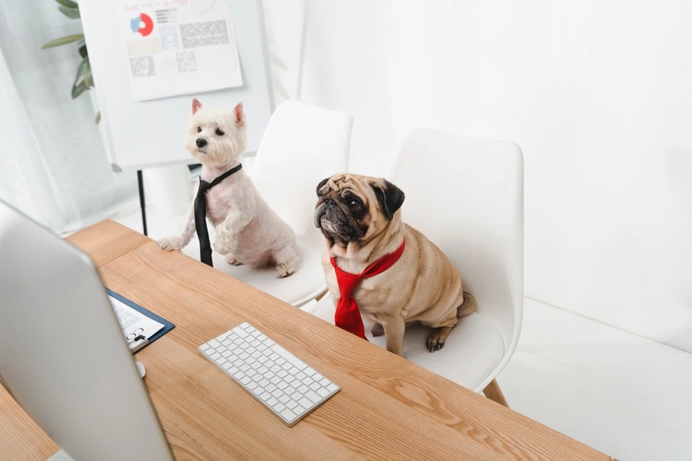 11 Jobs Where You Can Bring Your Pet to Work