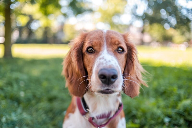 How We've Made $15,000 With Our Dog Petsitting Side Hustle