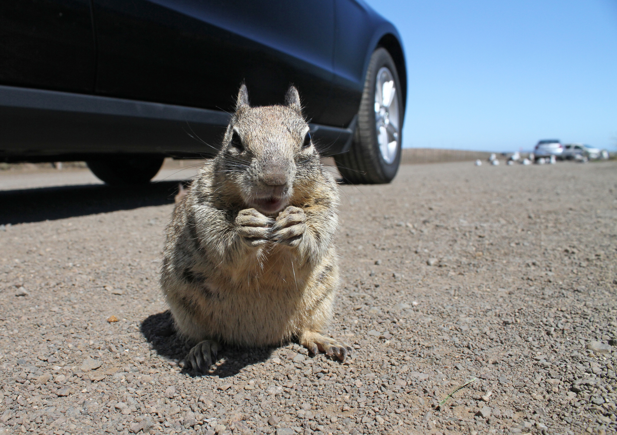 a picture of a squirrel next to a car