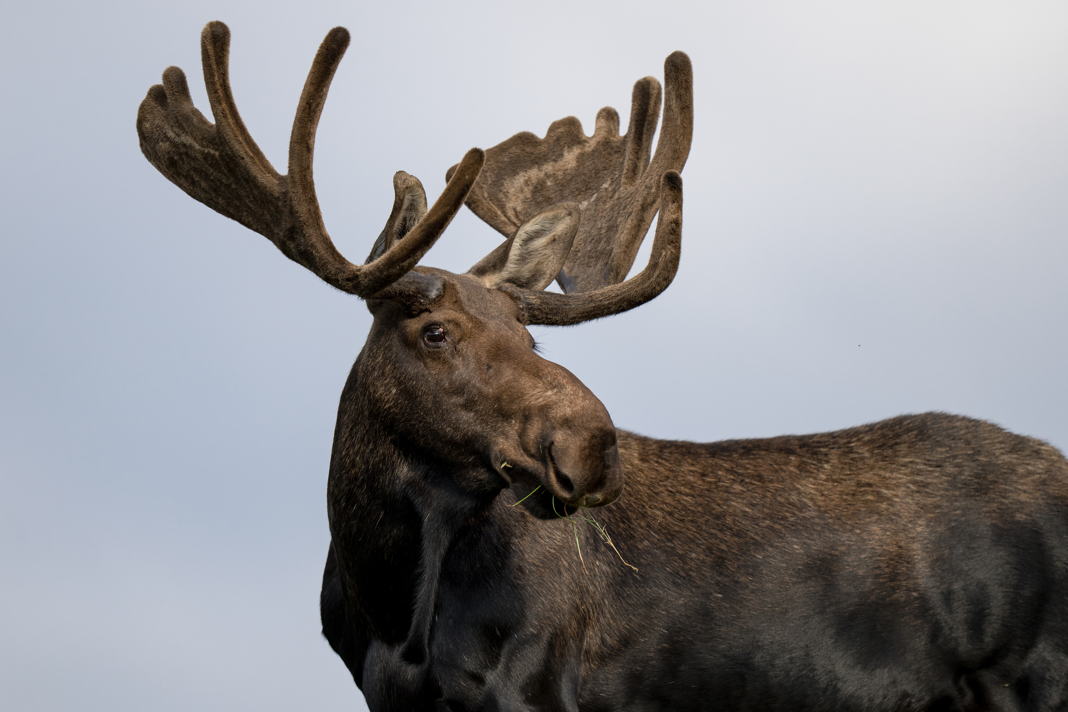 Bull Moose in Northern Colorado