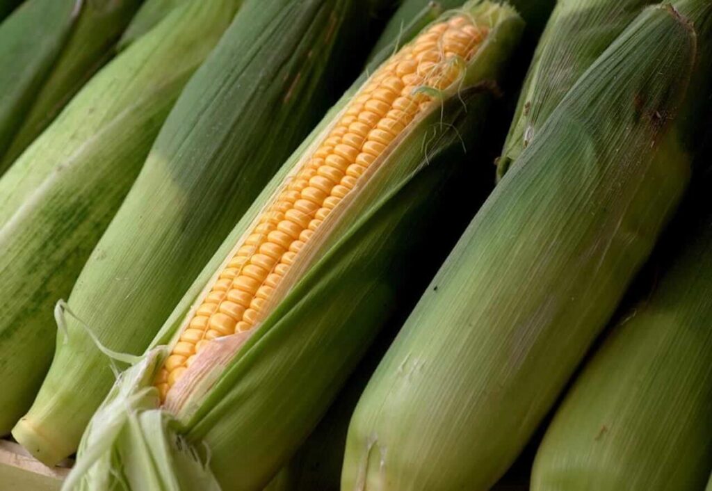 Corn Closes Firmer on Tuesday, as USDA Trims Carryout