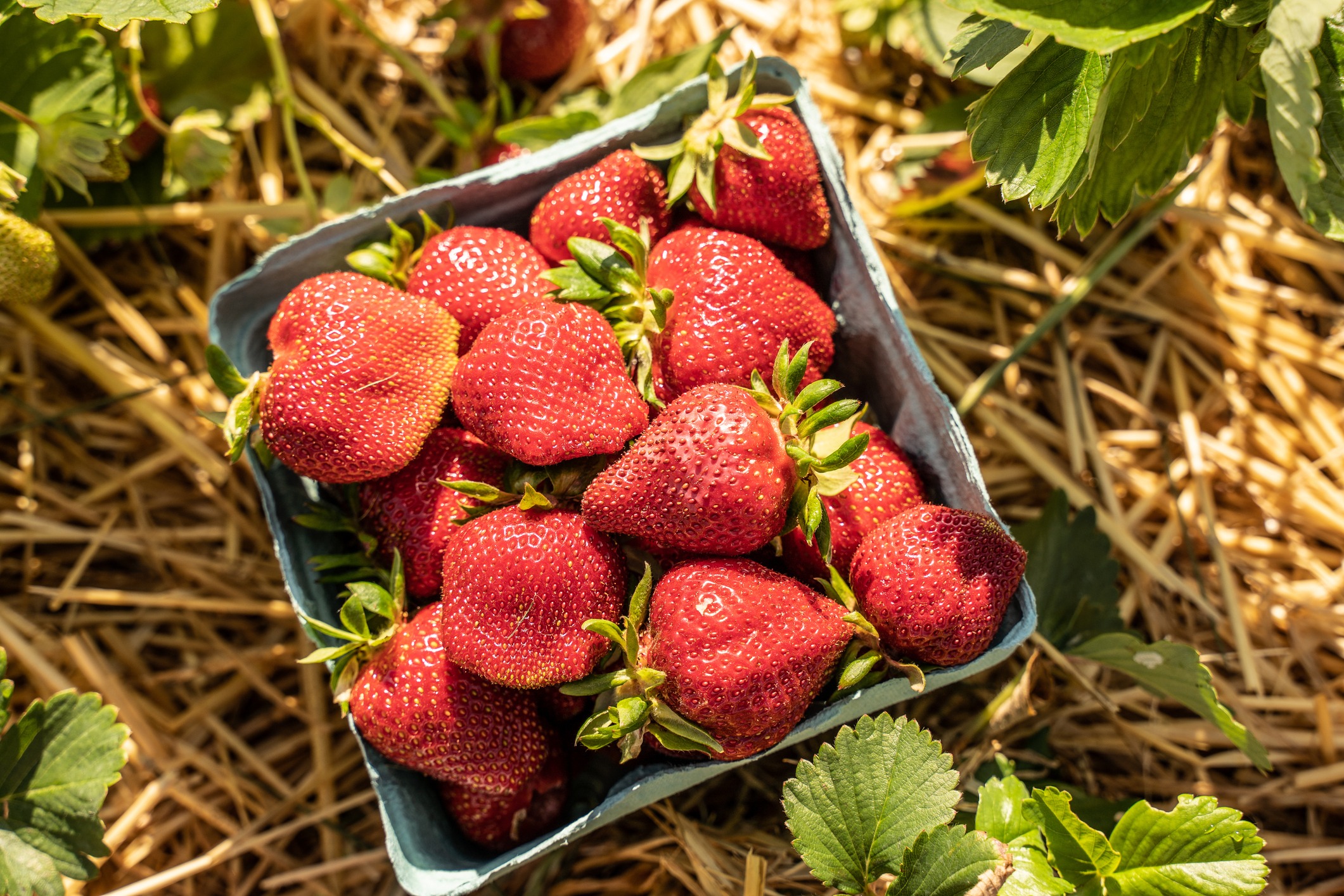 Fresh ripe strawberries in a green basket next to strawberry plants at a pick-your-own fruit farm