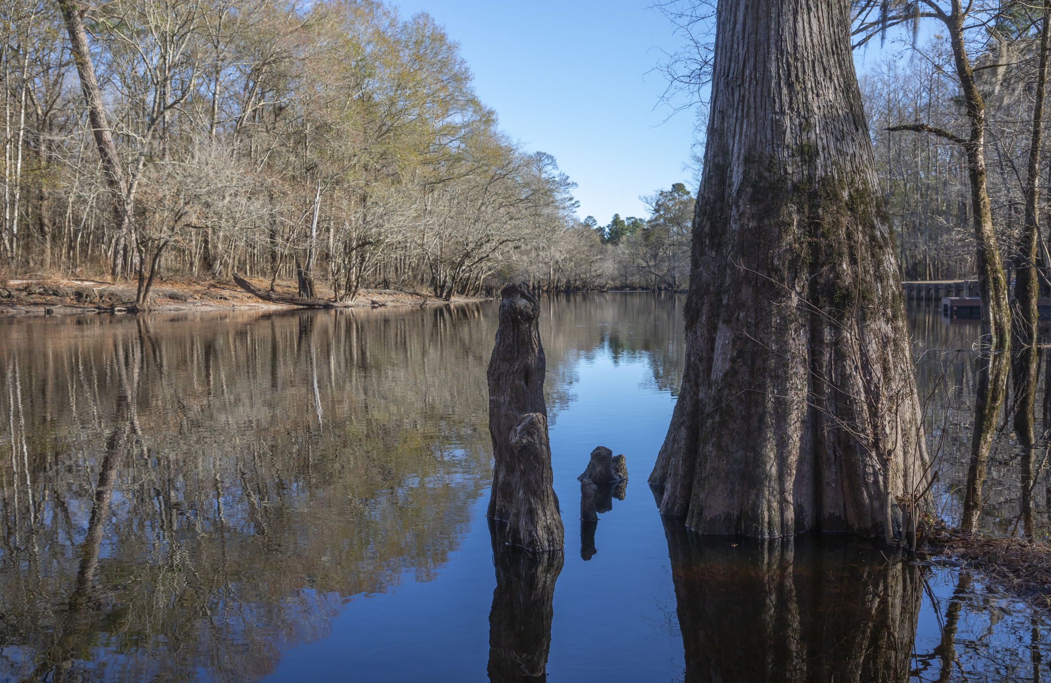 The slow-moving black waters of the Little Pee Dee River in South Carolina.