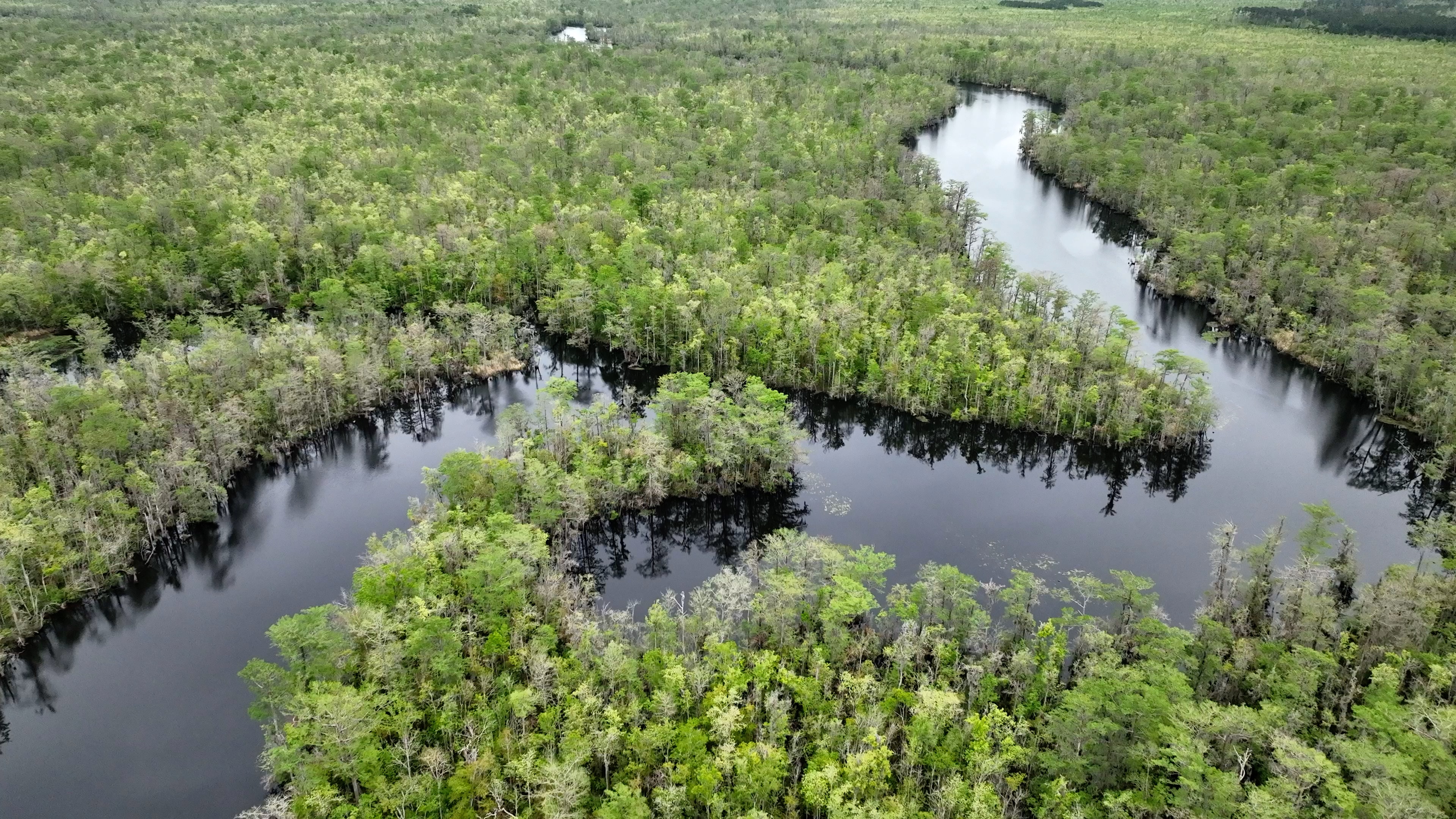 South Carolina marshland in the Black River waterways