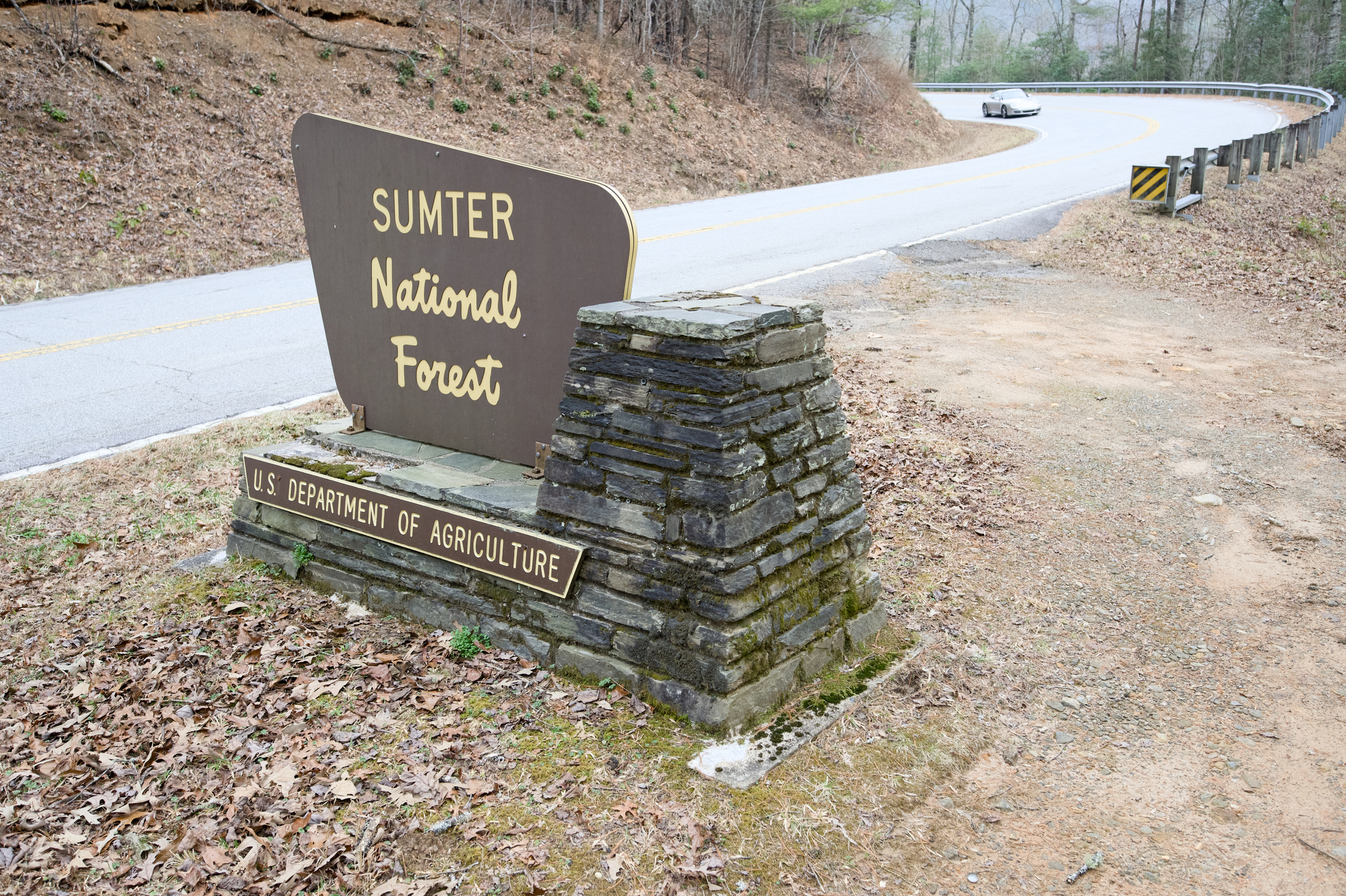 Close up of Sumter National Forest near curved road