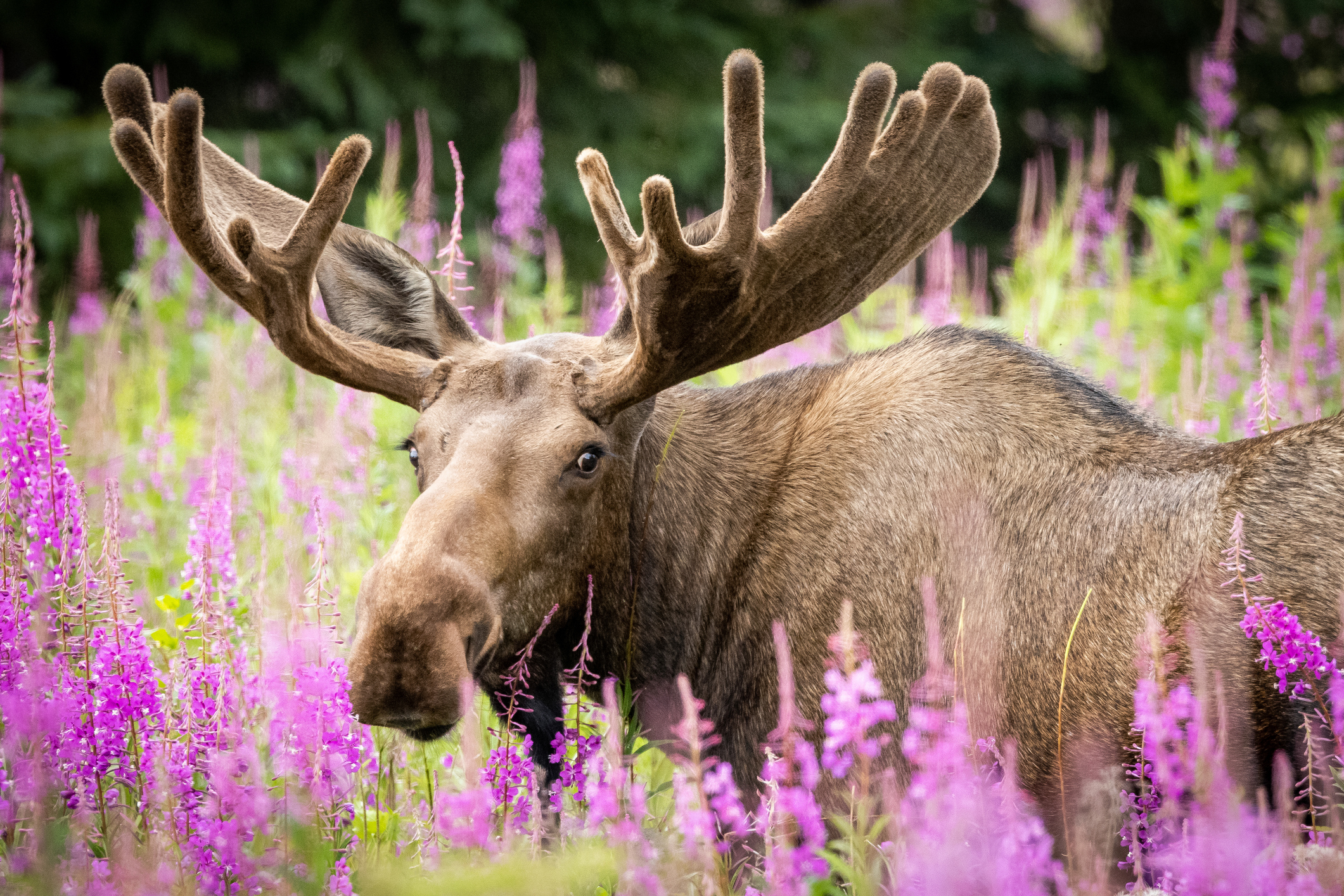 A serene moment captured of a bull moose in velvet surrounded by vibrant pink Fireweed flowers, showcasing the beauty of Alaska&rsquo;s summer landscapes.