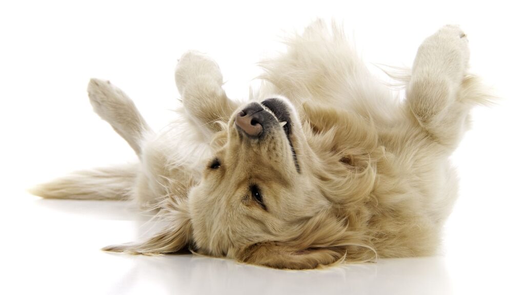 How Playing Dead Can Maximize Your Investment Returns