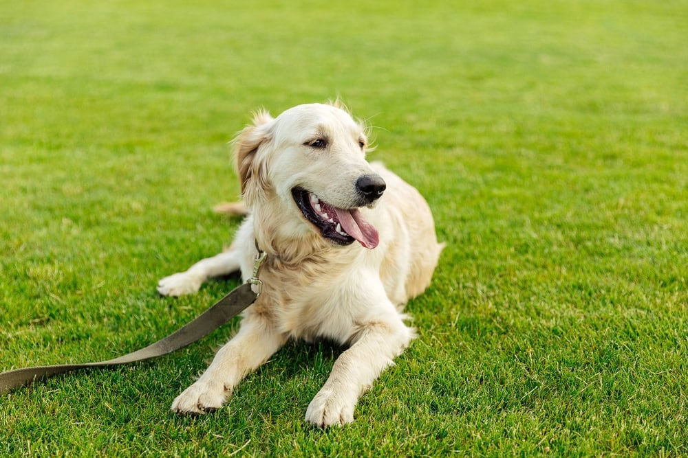 dog on green grass