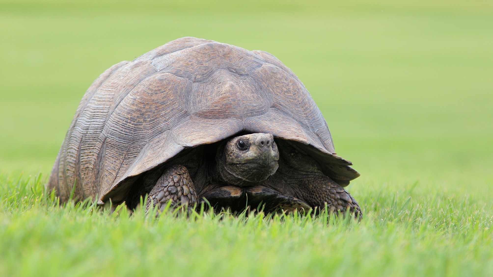 A large turtle on green grass.